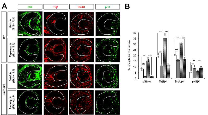 생쥐 배아 망막에서 mTOR 활성 억제 유도에 의한 망막신경발달 저해. (A) 수정 후 12일째 생쥐에 vehicle (ethanol/DMSO) 또는 rapamycin을 (1mg/kg)의 농도로 복강 주사 후 10시간 후 다시 BrdU (5mg/kg)을 복강 주사하고 다시 2시간 후인 수정 후 12.5일에 생쥐 배아를 포집함. 이들 배아 망막 내에 존재하는 mTORC1 활성을 가지는 세포 (pS6), 분화한 신경세포 (Tuj1), 2시간 내에 세포 주기 S기를 겪은 세포 (BrdU), 그리고 세포 주기 분열기에 도달한 세포 (pH3)의 분포를 각각 면역형광염색으로 조사함. (B) 망막세포들 중 위의 세포들의 비율을 각각 그래프로 나타냄. Y축 값은 4개의 다른 조직을 염색해서 얻은 값의 평균이며, error bar는 표준편차임. **, p-value<0.01; ***, p-value<0.00