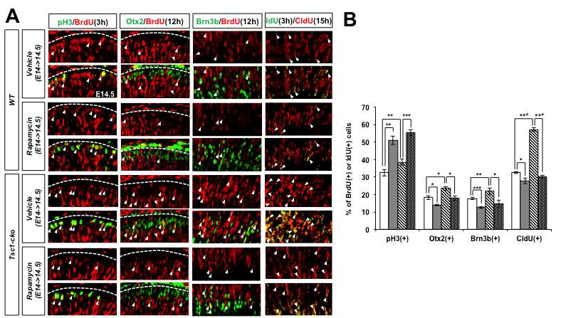 Rapamycin 처리에 의한 망막신경전구세포의 세포 분열 억제. (A) 수정 후 14일째 생쥐에 vehicle (ethanol/DMSO) 또는 rapamycin을 (1mg/kg)의 농도로 BrdU (5mg/kg)와 함께 복강 주사하거나, 9시간 (pH3 염색용) 후에 다시 BrdU (5mg/kg)을 복강 주사하고 다시 3시간 후인 수정 후 14.5일에 생쥐 배아를 포집함. 이와 별도로 수정 후 14일째 생쥐에 vehicle (ethanol/DMSO) 또는 rapamycin을 (1mg/kg)의 농도로 CldU (5mg/kg)와 함께 복강 주사하고, 12시간 이후에 IdU (5mg/kg)을 복강 주사 후 3시간 이후에 생쥐 배아를 포집함. 이 조직들에서 세포주기 S-기에 BrdU를 DNA에 포집한 신경전구세포가 3시간 이후 pH3를 발현하며 세포분열 M-기로 진입한 수를 BrdU와 pH3를 동시 발현하는 세포의 수를 측정하여 조사함. 마찬가지로 세포주기 S-기에서 M기를 거쳐 Otx2를 발현하며 G0기로 진입하여 cone photoreceptor로 분화를 시작한 세포를 BrdU와 Otx2를 동시 발현하는 세포의 수로 측정함. 마지막으로 첫 번째 S-기에 CldU를 DNA에 포집하고 두 번째 세포주기 S-기에 IdU를 포집한 세포를 측정하여 세포 주기 1회를 완료한 세포의 수로 계산함. (B) 망막세포들 중 위의 세포들의 비율을 각각 그래프로 나타냄. Y축 값은 4개의 다른 조직을 염색해서 얻은 값의 평균이며, error bar는 표준편차임. *, p-value<0.05; **, p-value<0.01; ***, p-value<0.001
