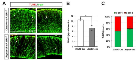 Raptor-cko 생쥐 망막신경전구세포의 세포사멸 민감성 증가. (A) Raptor가 제거된 생쥐 망막세포를 R26R 분포를 통해 확인하고, 이들 세포들 중 TUNEL 염색에 의해 표지되는 apoptotic cell의 비율을 조사함. (B) 그 결과 전체 망막에서 존재하는 apoptotic cell의 수는 Raptor-cko 생쥐 망막에서 감소하였으나, R26R에 의해 표지되는 Raptor가 제거된 생쥐 망막세포에서는 증가함. 이는 Raptor가 없어지면 세포들이 세포사멸에 민감해짐을 의미함