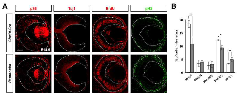 Raptor-cko 생쥐 망막의 발달과 분화. (A) 수정 후 14.5일째 생쥐에 BrdU (5mg/kg)을 복강 주사하고 다시 2시간 후에 생쥐 배아를 포집함. 이들 배아 망막 내에 존재하는 mTORC1 활성을 가지는 세포 (pS6), 분화한 신경세포 (Tuj1), 2시간 내에 세포 주기 S기를 겪은 세포 (BrdU), 그리고 세포 주기 분열기에 도달한 세포 (pH3)의 분포를 각각 면역형광염색으로 조사함. (B) 망막세포들 중 위의 세포들의 비율을 각각 그래프로 나타냄. Y축 값은 4개의 다른 조직을 염색해서 얻은 값의 평균이며, error bar는 표준편차임. *, p-value<0.05; **, p-value<0.01