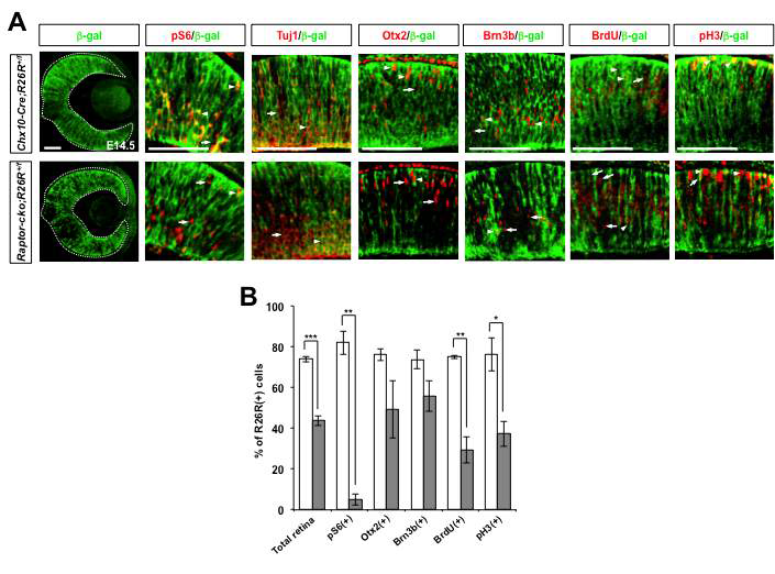 Raptor-cko 생쥐 망막신경전구세포의 세포 분열능 저하. (A) 수정 후 14.5일째 생쥐에 BrdU (5mg/kg)를 복강 후 3시간 이후에 생쥐 배아를 포집함. 이 조직들에서 Raptor가 제거된 세포들 (R26R(+))과 정상세포들 (R26(-))에서 각각 신경세포 및 분열하는 신경전구세포의 수를 상호 비교함. (B) 망막세포들 중 위의 세포들의 비율을 각각 그래프로 나타냄. Y축 값은 4개의 다른 조직을 염색해서 얻은 값의 평균이며, error bar는 표준편차임. *, p-value<0.05; **, p-value<0.01; ***, p-value<0.001