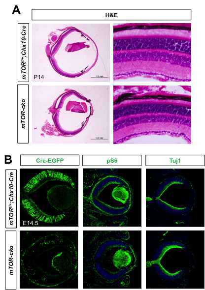 망막신경전구세포에서 mTOR가 결핍된 생쥐 제작. (A) mTORfflox/flox (mTORf/f) 생쥐를 mTORf/+;Chx10-Cre 생쥐와 교배하여 mTORf/+;Chx10-Cre 및 mTORf/f;Chx10-Cre (mTOR-cko)를 제작함. 이들 생쥐 안구를 포집하여 안구 내 망막의 형태적 특징을 H&E 염색으로 조사함. (B) 수정 후 14.5일의 생쥐 배아를 포집 후 망막 내에 Cre를 발현하는 세포들을 Cre-EGFP의 형광 분포를 조사하여 알아봄. 이 배아 망막에서 mTORC1 활성을 pS6 면역형광염색으로 신경세포의 분포를 Tuj1 면역형 광염색으로 조사함