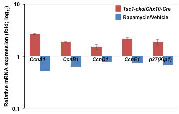 mTORC1 활성에 따른 세포주기 조절 유전자 발현량 비교. 그림 8과 동일한 조건으로 처리한 망막에서 total RNA를 분리하여 random hexamer를 이용한 reverse transcription을 통해 cDNA를 합성하고, 이들을 이용하여 각 샘플에 존재하는 cyclin mRNA의 beta-actin에 대한 상대값을 구함. 이를 다시 Tsc1-cko와 Chx10-Cre, 그리고 rapamycin 처리군과 vehicle 처리군 사이의 상대값으로 나타냄