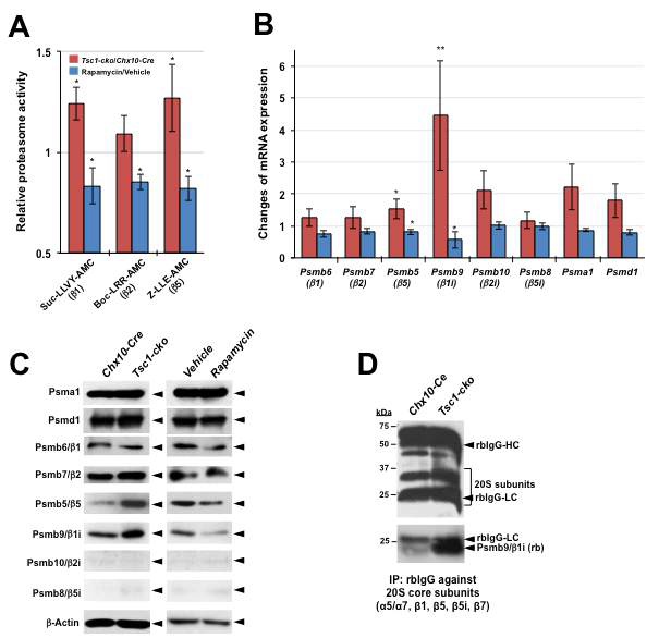 mTORC1 활성 변화에 따른 proteasome 구성 인자 발현 변화 관찰. (A) 수정 후 14.5일 생쥐 망막 조직에서 chymotrypsin-like, trypsin-like, caspase-like protease 활성을 각각 Suc-LLVY-AMC, Boc-LRR-AMC, Z-LLE-AMC 형광 기질을 이용하여 조사함. (B) 수정 후 14.5일 생쥐 망막조직에서 RNA를 분리 한 후 RT-qPCR을 이용하여 20S proteasome catalytic subunit mRNA의 상대량을 비교함. (C) 수정 후 14.5일 생쥐 망막조직 단백질 50ug에 존재하는 20S proteasome catalytic subunit의 양을 Western blot으로 비교함. (D) 수정 후 14.5일 생쥐 망막에서 20S proteasome을 면역침강법을 이용하여 분리하고, 이 20S proteasome에 존재하는 Psmb9 immunoproteasome subunit을 WB으로 조사함. 이를 통해 Psmb9이 20S proteasome에 정상적으로 들어가 있음을 알 수 있음