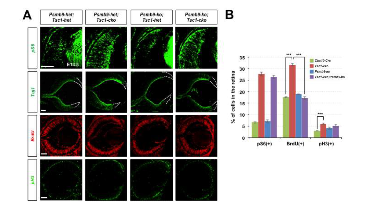Psmb9-ko;Tsc1-dko 생쥐 제작. (A) Tsc1-cko 생쥐 망막에서 특이적으로 양이 증가한 Psmb9의 Tsc1-cko 생쥐 망막 발달 이상에 미치는 역할을 조사하기 위하여 Psmb9-ko 생쥐와 Tsc1-cko 생쥐를 교배하여 Psmb9-ko;Tsc1-cko 생쥐를 제작함. (B) 해당 생쥐 망막에서 pS6의 증가를 통해 mTORC1 활성은 여전히 높지만, 정상 망막에 비해 신경분화의 지표를 보여주는 Tuj1의 영역과 세포 분열을 나타내는 BrdU, pH3의 분포는 Tsc1-cko 생쥐에 비해 줄어들어 있음을 알 수 있음