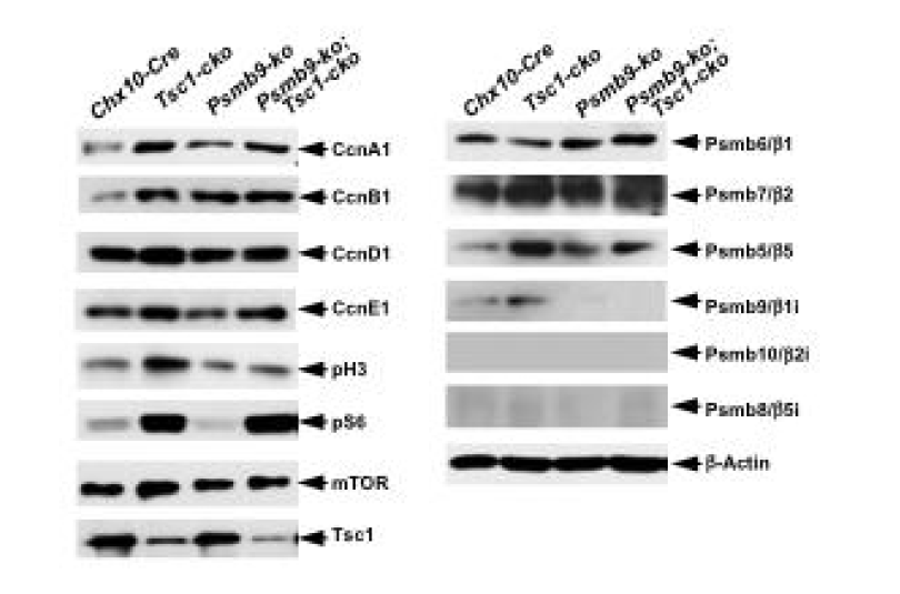 Psmb9-ko;Tsc1-dko 생쥐 망막에서 cyclin 단백질들 양 변화 조사. Tsc1-cko에 의해 유발된 세포 분열 촉진 현상이 Psmb9-ko에 의해 다시 정상화되는 것이 해당 세포의 cyclin의 양 변화와 동반되는지를 WB으로 조사함