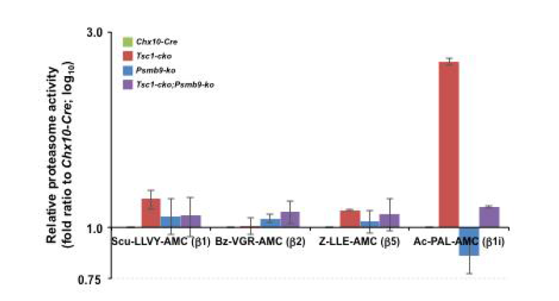 Psmb9-ko;Tsc1-cko 생쥐 망막에서 proteasome 활성 조사. 정상 망막 (Chx10-Cre)과 비교해 constitutive proteasome subunit들인 beta1, beta2, beta5의 활성은 약간의 증가 정도만 보였지만, Psmb9/LMP2의 활성에 특이적 민감도를 보이는 Ac-Pal-AMC (beta 1)의 경우는 Tsc1에서 크게 증가하고 Psmb9-ko;Tsc1-cko 샘플에서 큰 감소를 보임