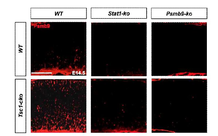 Stat1-ko 생쥐 망막에서 Psmb9 발현 저하. 그림 30에서 확인한 Stat1의 감소가 망막 내에서 Psmb9 발현의 감소와 연관이 있는지를 확인하기 위해 Stat1-ko 생쥐를 Tsc1-cko 생쥐와 교배하여 Stat1-ko;Tsc1-cko 생쥐를 제작하고 이들 생쥐 망막 절편을 Psmb9에 대한 항체로 염색하여 Psmb9의 망막 내 분포를 조사함. 그 결과 Stat1의 제거는 Tsc1-cko에 의해 증가된 망막 내 Psmb9의 증가를 억제하는 것으로 확인됨