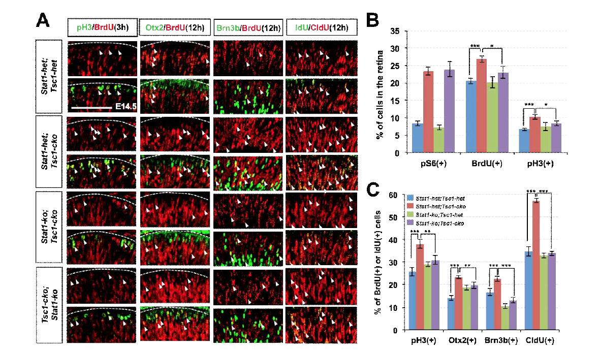 Stat1 deletion에 의한 Tsc1-ko 망막신경전구세포의 세포 주기 속도 복구. 그림 31에서 Stat1의 제거가 Tsc1-cko 망막에서 Psmb9의 유도를 억제함을 확인하여, Psmb9에 의해 매개될 것으로 생각된 Tsc1-cko 망막신경전구세포의 분열 속도의 가속화와 이에 의한 신경 발달 가속화가 Stat1의 제거에 의해서 변화할 수 있는지를 확인함. 기존 망막신경전구세포 세포 주기 분석 방법과 동일하게 BrdU로 분열하는 망막신경전구세포를 표지하고 해당 세포가 특정 시간 이후에 세포 주기 마커를 발현하는 양상을 조사함. 세포주기 S-기에 BrdU를 DNA에 포집한 신경전구세포가 3시간 이후 pH3를 발현하며 세포분열 M-기로 진입한 수를 BrdU와 pH3를 동시 발현하는 세포의 수를 측정하여 조사함. 마찬가지로 세포주기 S-기에서 M기를 거쳐 Otx2를 발현하며 G0기로 진입하여 cone photoreceptor로 분화를 시작한 세포를 BrdU와 Otx2를 동시 발현하는 세포의 수로 측정함. 마지막으로 첫 번째 S-기에 CldU를 DNA에 포집하고 두 번째 세포주기 S-기에 IdU를 포집한 세포를 측정하여 세포 주기 1회를 완료한 세포의 수로 계산함. (B) 그 결과, Stat1의 제거는 pS6 발현 세포 수로 판별한 mTORC1 활성에는 영향을 주지 않으나, Tsc1-cko에 의해 증가된 BrdU 및 pH3에 의해 표지된 분열세포의 수는 감소시키는 것을 알 수 있음. (C) 또한, Stat1-ko는 Tsc1-cko 생쥐 망막신경전구세포의 빨라진 세포 주기의 진행을 저하하여 정상 망막신경전구세포와 유사한 속도로 분열을 진행하여 신경 발달을 유도함을 알 수 있음