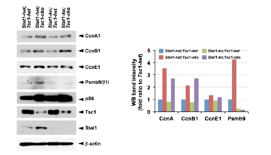Stat1-ko에 의한 Tsc1-cko 생쥐 망막신경전구세포 내 cyclin 양 변화. 앞의 결과들에서 확인한 Stat1-ko에 의한 Tsc1-cko 생쥐 망막신경전구세포 내 Psmb9 및 세포 주기 증가 억제가 cyclin 단백질들의 양적 변화를 동반하는지를 확인하고자 E14.5 생쥐 망막 내 cyclin 단백질의 상대량을 Western blot으로 조사함. 그 결과 CcnA1, CcnB1, CcnE1 등 Tsc1-cko에 의해 증가된 cyclin들의 양이 Stat1-ko에 의해 감소하는 양상을 관찰하기는 어려움. 이는 그림 3에서 관찰한 Stat1-ko에 의한 Tsc1-cko 망막세포의 세포 주기의 정상화와 상충하는 결과로 판단됨