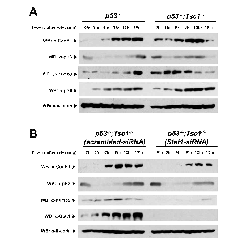 Stat1 knock down에 의한 Tsc1-cko MEF의 세포주기 진행 속도 정상화. mTORC1-Stat1-Psmb9으로 이어지는 단백질 제거 촉진 신호전달이 망막신경전구세포에 국한된 현상인지 일반적인 현상인지를 증명하기 위해 Tsc1이 제거된 mouse embryonic fibroblast (MEF)에 siRNA를 이용한 Stat1 유전자 발현을 억제함. MEF는 세포 분열시 telomere 감소로 인해 제한된 분열능을 가지기 때문에 p53을 제거하여 MEF가 지속적으로 분열이 가능한 상태로 만든 세포들을 이용함. 또한 MEF의 세포 주기를 G2/M-phase에 통일시키기 위해 MEF 배양액에 nocodazole을 16시간 처리 후 정상 배양액으로 교체 후 적혀진 시간 후에 세포를 포집하여 세포 내 각 단백질양을 Western blot으로 정량함. (A) 정상 MEF에 비해 Tsc1이 제거된 MEF는 M-phase 진행에 필요한 CcnB1이 빨리 축적되었다가 빨리 제거가되는 양상을 보임. 이 과정에서 Psmb9 역시 빨리 증가하였다가 감소함. (B) Tsc1-/- MEF에 Stat1에 대한 siRNA를 처리한 Tsc1-/- MEF는 비특이적 siRNA (scrambled siRNA)를 처리한 경우와 비교해 CcnB1 축적도 더디고 Psmb9 발현도 심각히 저하되어 있는 것을 알 수 있음