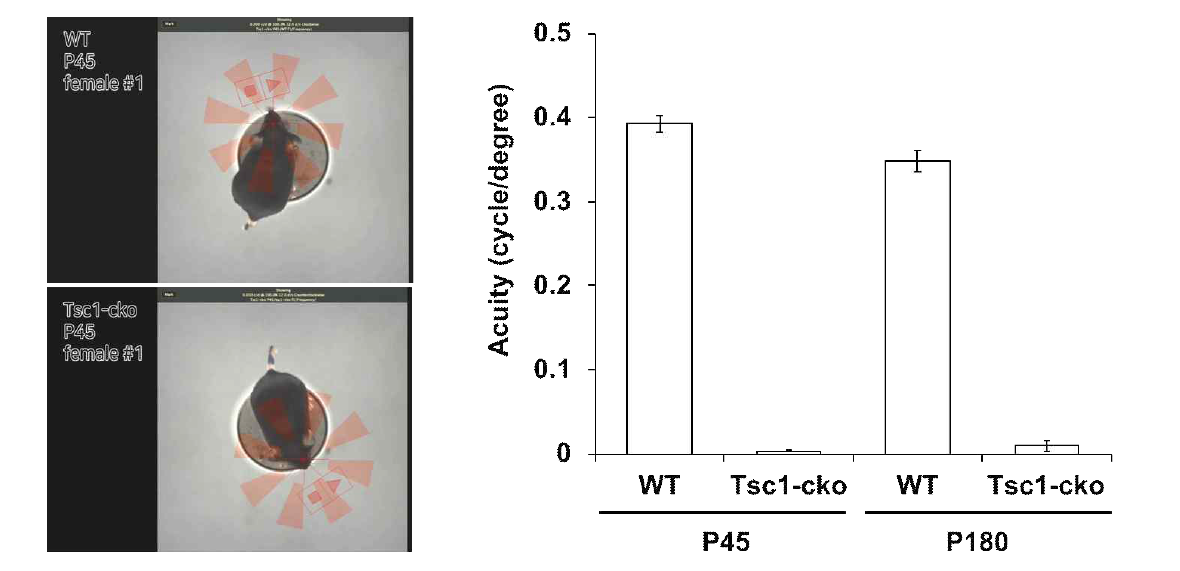 Tsc1-cko 생쥐의 시각 반응 이상. 생후 1.5개월 (P45) 및 6개월 (P180) WT과 Tsc1-cko 생쥐의 시각 반응을 Optomotry를 이용하여 측정함. 정상 생쥐는 0.4 정도의 visual acuity (시각 반응 정확도)를 보이는 반면, Tsc1-cko 생쥐는 거의 시각 반응을 나타내지 못함. 이 결과는 Tsc1-cko 생쥐는 물체 구별 능력이 거의 없는 것으로 볼 수 있음