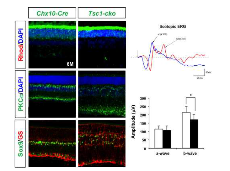 Tsc1-cko 생쥐 망막의 신경 구조 및 기능 이상. 6개월령 정상 Chx10-Cre 생쥐와 Tsc1-cko 생쥐를 암순응 후 빛을 가한 후 안구 표면의 전류를 측정하여 망막 내 광수용세포의 활성을 나타내는 a-wave와 망막 양극세포의 기능을 나타내는 b-wave 양상을 비교함. Tsc1-cko 생쥐 망막에서 빛에 반응하는 일차 신경인 광수용세포가 유도하는 a-wave의 양상이 정상에 비해 느리게 활성화되는 특징을 보였다. 또한, Tsc1-cko 생쥐 망막의 b-wave 는 진폭이 낮고 두 번 활성을 나타내는 특이한 파형을 보이고 있다. 이는 Tsc1-cko 생쥐 망막에서 PKCalpha로 표지되는 양극세포의 시냅스 분포가 넓게 퍼져있는 것과 관련이 있을 것으로 예상됨