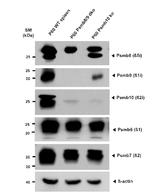 Psmb8,9,10 전체 immunoproteasome subunit이 제거된 immunoproteasome-free 생쥐를 제작 CRISPR/Cas9 system을 사용하여 immunoproteasome subunit인 psmb8, psmb9, psmb10 세 subunit이 deletion된 생쥐를 만드는데 성공하였음. 생후 30일된 생쥐의 비장 (spleen)에서 WB을 통해 psmb8, psmb9, psmb10 각각의 단백질 양을 분석한 결과 성공적으로 단백질 양이 현저히 저하되어있는 것을 확인함. 반면 constitutive proteasome subunit인 Psmb6,Psmb7은 정상 생쥐와 비교하여 양의 차이를 보이지 않았음