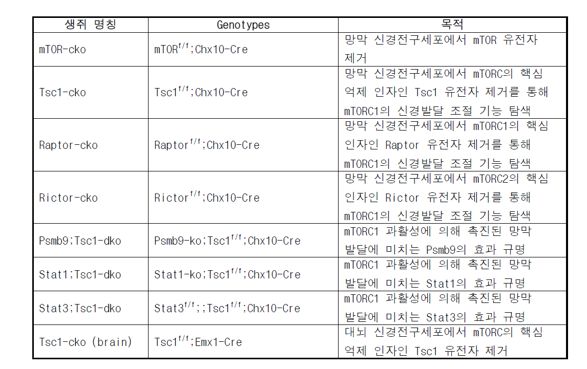 본 연구를 위해 제작 사용된 생쥐 모델 정보