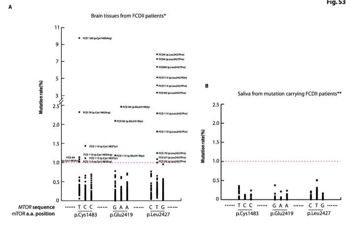 FCD 환자 76명에 대한 추가 분석 결과 뇌 병변 특이적으로 1% 이상의 비율로 mTOR C1483, E2419, L2427 site에 somatic missense mutation이 있는 환자를 10명 더 발굴함. 뇌 병변 특이적 유전변이가 존재하는 환자들의 saliva sample에서는 somatic mutation이 관찰 되지 않음