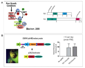 mTOR mutation negative FCD 환자에서 TSC1, TSC2 뇌 체성 유전변이가 있음을 확인하고 이를 CRISPR genome editing을 이용한 마우스 모델에서 인과관계를 증명함 (Lim et al, in preparation)