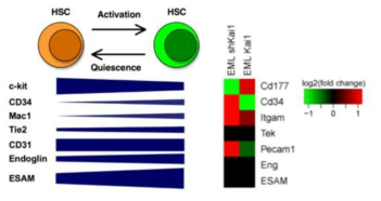 HSC의 quiescence와 activation에 따른 표지 유전자들의 변화. 좌측은 논문에서 제시되었던 변화. 우측은 실제 실험 결과