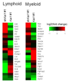 Lymphoid lineage 및 myeloid lineage와 관련된 유전자들의 발현 패턴