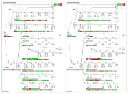 Lymphoid lineage 및 myeloid lineage와 관련된 유전자들의 신호경로 상에서의 발현 패턴. 분화의 진행방향은 왼쪽에서 오른쪽. 윗부분은 lymphoid lineage, 아랫부분은 myeloid lineage