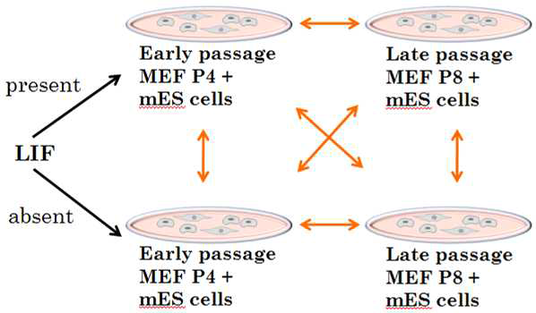 배아줄기세포를 초기 배양단계의 MEF (4번의 계대배양)와 후기 배양단계의 MEF (8번의 계대배양)가 있는 조건에서 각각 배양함. 이와 병행하여 LIF가 있는 조건과 없는 조건을 구분하여 총 4가지 조건에서 배양한 배아줄기세포를 얻음