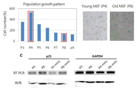 MEF 세포의 passage 별 세포 노화상태 변화 (A) MEF 세포의 passage 3~9 까지의 증식속도를 측정하였음. (B) 세포 노화 관련 ß-Gal 염색 결과. pH 6.0에서 6시간 후 염색. 100X 배율. (C) 세포 노화 유전자인 p21의 mRNA 및 단백질 발현정도 비교. GAPDH는 control로 사용됨