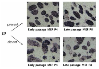 배아줄기세포 alkaline phosphatase 염색 결과. 40X 배율