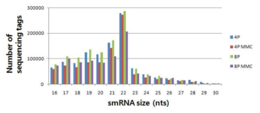 small RNA 시퀀싱 tag의 길이별 분포