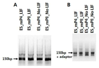 유전체 확보 및 시퀀싱 라이브러리 제작 (A) MNase 처리 후 150bp의 mononucleosome 얻음 (B) 라이브러리 제작 후 adapter가 붙은 DNA만을 증폭한 결과