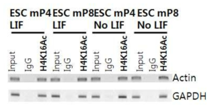 크로마틴 침전 분리 실험 검증. House keeping 유전자인 Actin과 Gapdh의 프로모터에서 H4K16ac의 enrichment 확인