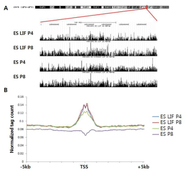 시퀀싱 데이터의 UCSC genome browser를 통한 visualization 예시 (A) 및 모든 마우스 유전자의 전사 시작부위에서 enrichment 프로파일링