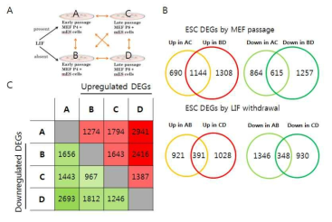 Niche 조건 별 mESC 비교에 따른 DEGs. (A) mESC 조건 별 배양 scheme. (B) 조건 별 비교에 따른 DEGs 개수. (C) 한 가지 Niche 조건의 변화에 의해 공통으로 증가, 감소하는 공통 DEGs