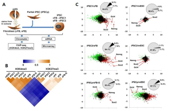 샘플간의 전체 유전자 발현의 변화 및 히스톤 변형의 변화간의 상관관계. (A) 유도만능줄기세포 제작과정 및 후성유전체와 유전체 분석 과정 (B) Pearson Correlation coefficient 분석에 따른 전체 히스톤 변형 pair-wise 분석 (C) 벤다이어그램은 mRNA 발현 정도가 유의미 (P-value 2)하게 변한 유전자의 비율을 나타냄. 분산형 그래프에서 점의 색은 두 샘플 간 유전자 발현의 변화정도를 나타냄. 또한 X축, Y축은 각각 두 샘플 간 유전자 지역에서 H3K4me3과 H3K27me3의 변화정도 (log2 값)를 나타냄