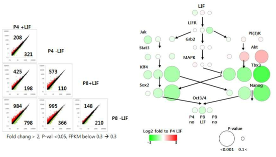 DEGs의 개수 및 LIF signaling 단백질들의 발현 변화 패턴. 네트워크 구성요소의 정보는 (Niwa et. al. Nature 2009)을 인용함