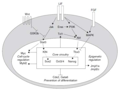 줄기세포의 자가 증식 (Self-renewal)을 조절하는 신호 체계. 줄기세포의 자가 증식 조절에 관여하는 인자들은 세 가지 영역으로 나누어질 수 있는데, 외부인자 (external factors), 전자 조절자 (transcriptional regulators), 그리고 영향인자 (effectors)로 나눌 수 있음