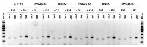 ChIA-PET 실험의 ChIP 검증. HeLa chromatin을 이용하여 ChIP을 수행한 시료에 대한 검증을 위해 ChIP PCR을 수행함. RNA polymerase의 두 가지 항체 (4H8, 8WG16)로 수행한 3가지의 ChIP 배치에 대해 음성 대조군과 양성 대조군으로 나누어 PCR을 수행함