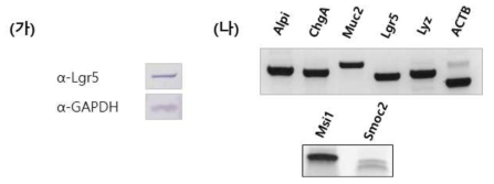 체외 배양법으로 계대 배양한 마우스 장 오가노이드의 줄기세포와 그 밖 구성 세포들을 protein level과 messenger RNA level 에서 확인함. (가) 장 줄기세포의 Wester Blot 결과. (나) Reverse-Transcription PCR을 통한, 배양한 장 오가노이드가 구성하고 있는 세포 종류를 확인함