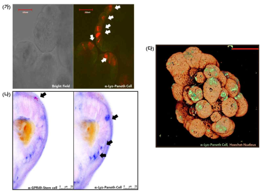 장 오가노이드의 줄기세포와 그 줄기세포 니쉬 형성에 기여하는 Paneth cell 분포 위치 및 정도를 Whole mount Immunostaining 후에 시각화 함. (가) 공초점 현미경 (Confocal microscope)을 사용하여 체외 배양한 마우스 장 오가노이드의 사진 (Scale bar: 50μm). (나) 동일한 공초점 현미경을 이용, 장 줄기세포와 Paneth 세포를 위치 및 분포도를 시각화 함 (Scale bar: 25μm). (다) 이광자 현미경 (Two-Photon Microscope)을 이용, Paneth 세포와 핵 염색을 통하여 3차원 구조를 시각화 함 (Scale bar: 75μm)