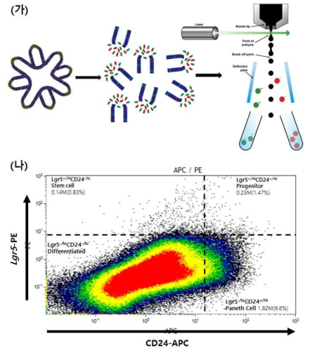 FACS (Fluorescence-Activated Cell Sorting, 유세포 분석기) 방법을 사용하여, 체외 계대 배양한 장 오가노이드로부터 장 줄기세포와 Paneth 세포 및 다른 분화 세포들을 sorting하였음. (가) 실험 방법 도식. (나) 줄기세포와 Paneth 세포의 특이적 marker로 두 세포군을 분리, sorting함. 나아가 다른 Prgenitor 세포와 분화된 세포들 또한 각각 수집함