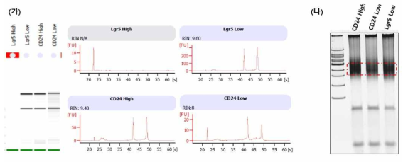세포 종류 별 RNA-sequencing Library 제작. (가) FACS를 이용한 오가노이드 각 세포별 분리 및 수확이 끝난 후, 세포 종류별로 RNA quality check 함. (나) Lgr5-Low-CD24-High, Lgr5-Low-CD24-Low 그리고 Lgr5-Low 세포 군 별로 RNA sequencing library 제작 후 adapter ligation 여부를 size check 확인 후 confirm 함