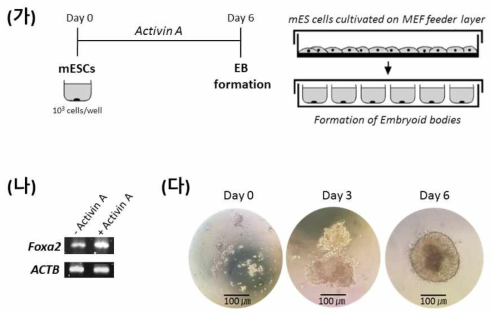 배아줄기세포로부터 Activin A를 통해 endoderm 발현을 유도. (가)(다) C57BL6 마우스의 배아줄기세포를 MMC-MEF (mitomycin C-inactivated mouse embryonic fibroblast feeder cells)에서 배양하여, Activin A를 처리 유무를 달리하여 EB (embryonic body)를 형성. (나) 장으로 분화하는 germ layer인 endoderm 의 확인을 위해 Foxa2+ endoderm expression을 RNA 단계에서 확인