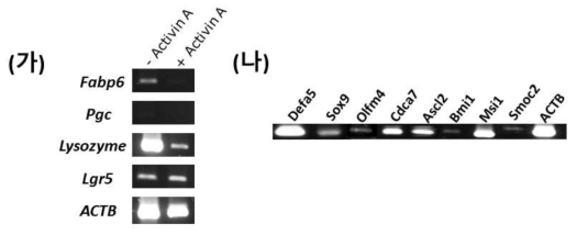 mesoderm의 유무에 따른 장 오가노이드내의 유전자 발현 변화 (가) mesoderm과 endoderm이 모두 존재하는 경우 장 특이적 유전자인 Fabp6가 추가적으 로 확인되었으며, paneth cell marker인 Lysozyme의 발현이 증가. 위 특이적 유전자인 Pgc의 발현은 둘 다에서 발현 되지 않는 것으로 확인하였으며, Lgr5 발현 확인을 통해 stem cell이 존재함을 확인. (나) Paneth cell 분화에 관여하는 다른 stem cell과 또 다른 paneth cell 유전자를 확인한 결과 장과 유사한 marker들이 발현하고 있음을 RT-PCR을 통해 확인