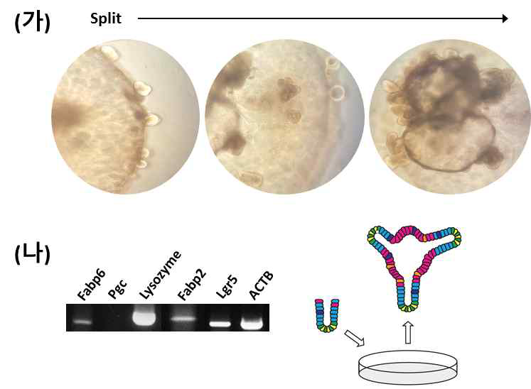 자가 성장 가능성과 장 특이적 유전자 발현 확인 (가) 장 오가노이드를 작게 쪼개서 배양을 하여도 다시 기존의 모양으로 재생되며 새로운 crypt의 budding이 이루어지며 그 크기 또한 성장할 수 있음을 확인. (나) 장 특이적 유전자와 위 특이적 유전자를 확인한 결과 장 특이적 유전자의 발현만이 관찰되었으며, 그 발현의 양 또한 앞선 실험과의 동일함