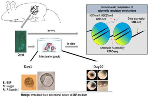 실험 개요 및 모식도. Lgr5 소장 줄기세포 GFP-reporter 마우스로부터 crypt를 분리하고 체외 배양함으로 이점을 얻어, 소장 본래의 줄기세포와 그 유래의 오가노이드가 가지는 후성유전학적 특성과 소장의 niche 형성에 중요한 유전 인자를 발굴함