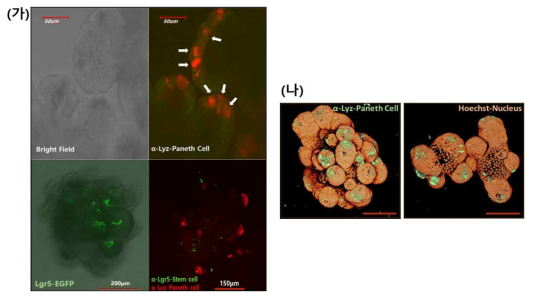 장 오가노이드의 줄기세포와 그 줄기세포 니쉬 형성에 기여하는 Paneth cell 분포 위치 및 정도를 Whole mount Immunostaining 후에 시각화 함. (가) 공초점 현미경 (Confocal microscope)을 사용하여 체외 배양한 마우스 장 오가노이드의 사진 (Scale bar: 50μm). 자가발현 중인 Lgr5 특이적 GFP 신호와 niche에 중요한 Paneth cell의 해부학적 분포정도와 비슷함을 시각화함 (Scale bar: 150μm). (나) 이광자 현미경 (Two-Photon Microscope)을 이용, Paneth 세포와 핵 염색을 통하여 3차원 구조를 시각화 함 (Scale bar: 75μm)