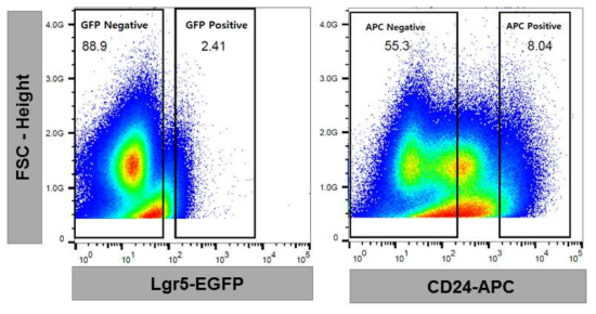 FACS (Fluorescence-Activated Cell Sorting, 유세포 분석기) 방법을 사용하여, 체외 계대 배양한 장 오가노이드로부터 장 줄기세포와 Paneth 세포 및 다른 분화 세포들을 sorting하였음. 줄기세포와 Paneth 세포의 특이적 형광으로 두 세포군을 분리, sorting함. 나아가 다른 Progenitor 세포와 분화된 세포들 또한 각각 수집함