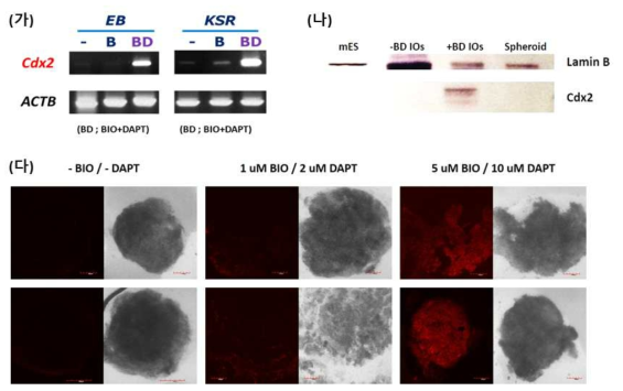inhibitor 처리에 따른 Cdx2의 발현 변화 (가) RT-PCR을 통해 BIO와 DAPT를 동시에 처리할 경우 Cdx2의 RNA level이 증가함. (나) Western blot을 통해 BIO+DAPT를 처리 후 배양한 organoid에서만 Cdx2의 발현이 나타났으며, mouse embryonic stem cell (mES)과 three germ layer로 모두 분화 될 수 있는 potential 이 있는 spheroid의 경우 Cdx2의 발현이 나타나지 않음. (다) BIO+DAPT의 농도에 따른 Cdx2 발현의 변화를 immunostaining으로 확인하였으며, 5 uM + 10 uM 의 농도에서 발현이 높게 나타남