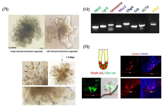 장 오가노이드 특성 확인 (가) 마우스 장 내 crypt에서 얻은 stem cell로 배양한 장 오가노이드와 마우스 배아 줄기세포로부터 in vitro 분화 시킨 장 오가노이드와 구조적으로 비슷한 모양을 가지고 있으며, 시간이 지날 수로 budding이 계속 되는 것으로 보아 niche 유지가 이루어 지고 있으며, budding 끝 쪽에 존재해야하는 paneth cell granule이 정상적으로 확인됨에 따라 일차적으로 구조적으로나 형태적으로 장 오가노이드 분화가 이루어 졌음을 확인. (나) 장에서 특이적으로 발현되는 marker gene들을 RT-PCR로 확인하였으며, 모든 marker gene들이 발현되고 있으며, ENR 미디어 환경에서도 Cdx2의 발현이 계속적으로 유지되고 있음을 확인함. Stem cell (Msi1, Lgr5), Paneth cell (Lysozyme), Goblet cell (Muc2), Enteroendocrine cell (ChgA) 과 같은 장 특이적 세포 타입들의 존재함을 확인하였으며, hormone (Cck)을 분비할 수 있는 기능적 유사점까지 확인 할 수 있었음. (다) 장 분화 여부에 있어 Paneth cell과 Lgr5+ stem cell의 서로 사이사이에 존재하는 위치가 중요한 데 immunostaining 결과, 마우스 배아줄기 세포에서 분화된 오가노이드가 올바른 위치에서 Paneth cell과 Lgr5+ stem cell을 관찰