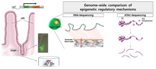 실험 개요 및 모식도. Lgr5 소장 줄기세포 GFP-reporter 마우스로부터 crypt를 분리하고 체외 배양함으로 이점을 얻어, 소장 본래의 줄기세포와 그 유래의 오가노이드가 가지는 후성유전학적 특성과 소장의 niche 형성에 중요한 유전 인자를 발굴함
