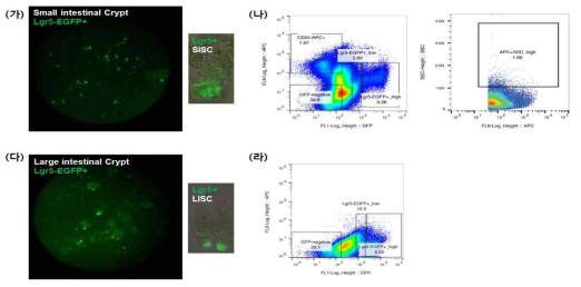 FACS (Fluorescence-Activated Cell Sorting, 유세포 분석기)을 사용하여, in vivo mouse 소장 대장의 줄기세포 뿐만아니라 Paneth 세포 및 다른 분화 세포들을 sorting하였음. 줄기세포와 Paneth 세포의 특이적 형광으로 두 세포군을 분리, sorting 함. 나아가 다른 Progenitor 세포와 분화된 세포들 또한 각각 수집함. (가), (나) 소장. (다), (라) 대장